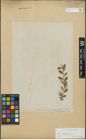 Foto von Salix repens subsp. incubacea (L.) A. Neumann